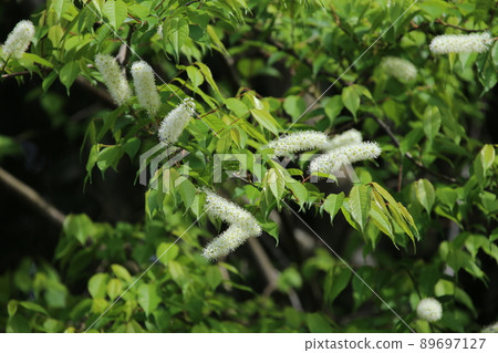 Pure white prunus grayana flower 89697127