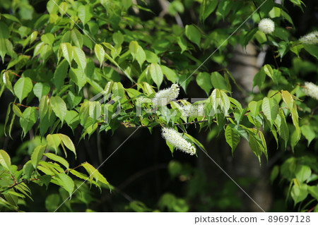 Pure white prunus grayana flower Pure white prunus grayana flower 89697128