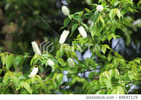 Pure white prunus grayana flower 89697129