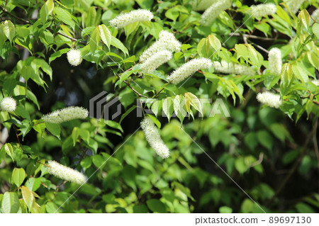 Pure white prunus grayana flower Pure white prunus grayana flower 89697130