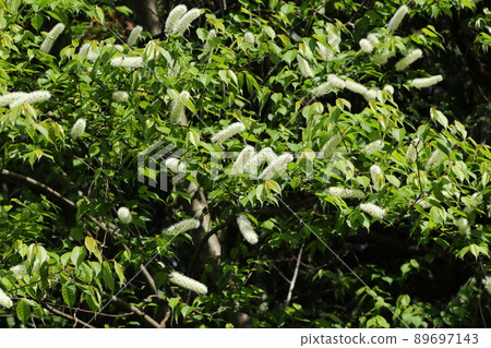 Pure white, brush-like, prunus grayana flower 89697143