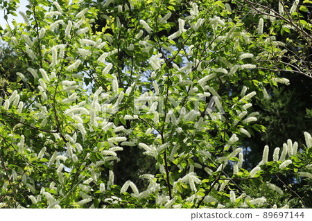 純白色，刷狀，李屬grayana花 89697144