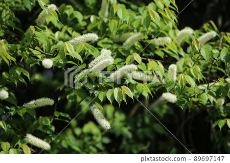 純白色,刷狀,李屬grayana花 純白色,刷狀,李屬grayana花 89697147