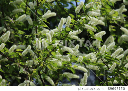 Pure white, brush-like, prunus grayana flower Pure white, brush-like, prunus grayana flower 89697150