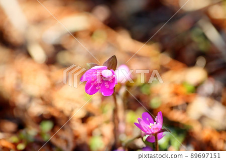 Flower of Famous Plants Flower of Famous Plants 89697151