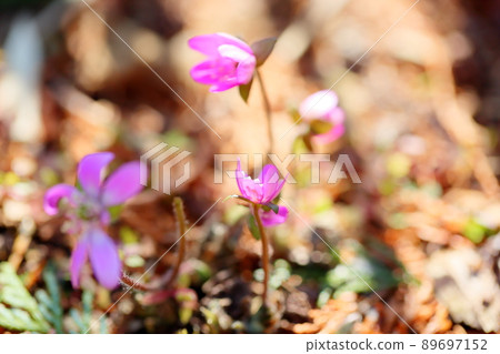 Flower of Famous Plants 89697152