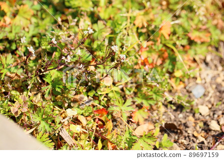 nuzuna的一朵花 89697159