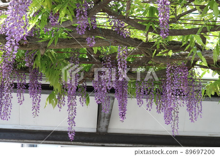 Purple wisteria flowers blooming in the spring garden of Japan Purple wisteria flowers blooming in the spring garden of Japan 89697200