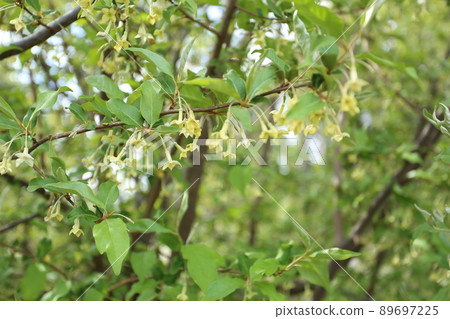 軟糖花 軟糖花 89697225