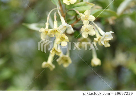 軟糖花 軟糖花 89697239