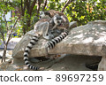 Ring-tailed lemur grooming 89697259