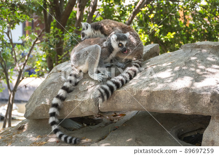 Ring-tailed lemur grooming Ring-tailed lemur grooming 89697259
