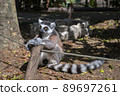 Ring-tailed lemur caught on the fence 89697261