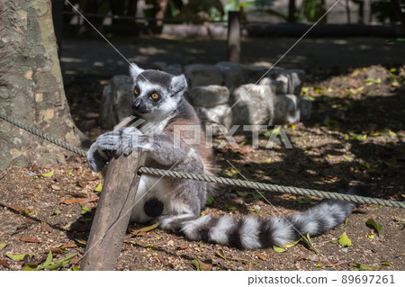 Ring-tailed lemur caught on the fence 89697261