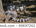 Ring-tailed lemur holding on to the fence and looking to the left 89697262