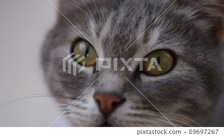 Muzzle of gray cat with beautiful green eyes 89697267