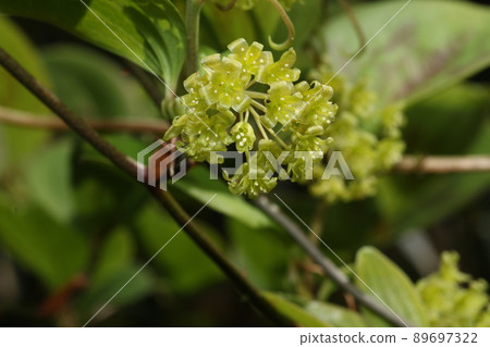 Smilax china china flowers blooming in spring Smilax china china flowers blooming in spring 89697322