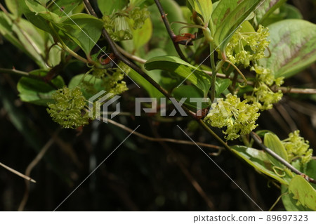 Smilax china china flowers blooming in spring Smilax china china flowers blooming in spring 89697323