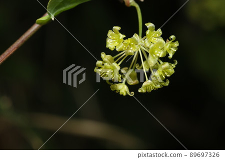 Smilax china china flowers blooming in spring Smilax china china flowers blooming in spring 89697326