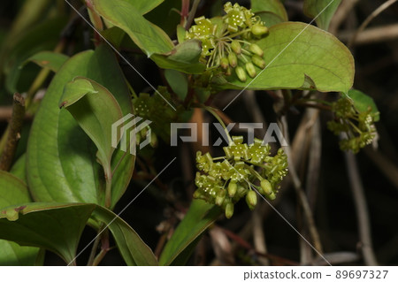 Smilax china china flowers blooming in spring Smilax china china flowers blooming in spring 89697327