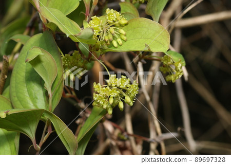 Smilax china china flowers blooming in spring Smilax china china flowers blooming in spring 89697328