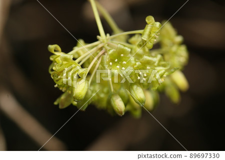 Smilax china china flowers blooming in spring Smilax china china flowers blooming in spring 89697330