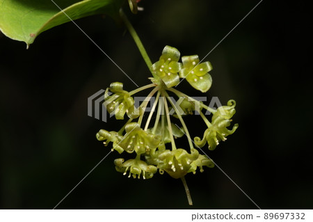 盛開在春天的 Smilax 瓷器花 盛開在春天的 Smilax 瓷器花 89697332