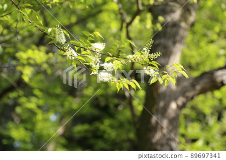 Pure white, brush-like, prunus grayana flower Pure white, brush-like, prunus grayana flower 89697341