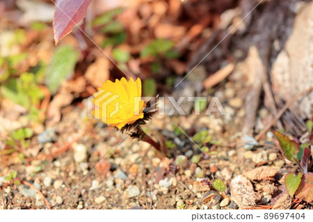 Flower of Fukujou 89697404