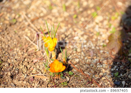 Crocus flower 89697405