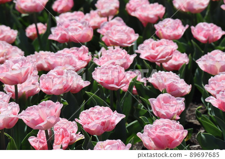 A landscape of a flower field where tulip flowers named Mariage of petals with red streaks in full bloom bloom 89697685