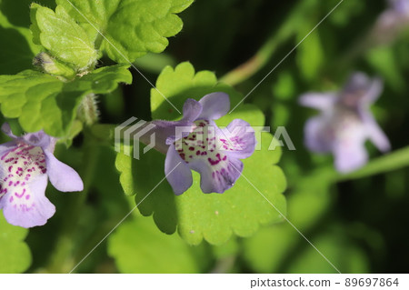 春天在日本花園裡盛開的紫丁香上的紅點到白色花瓣的大金花 89697864