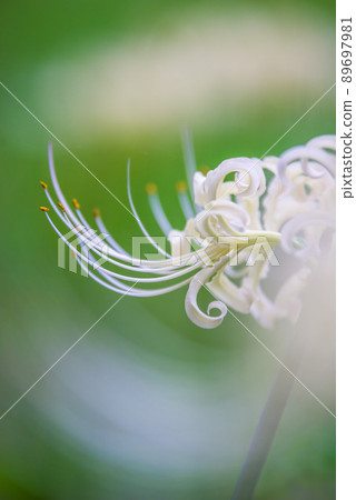 White cluster amaryllis close up 89697981