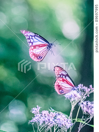 Asagi madara聚集在Fuji Bakuma的鮮花中 89697995