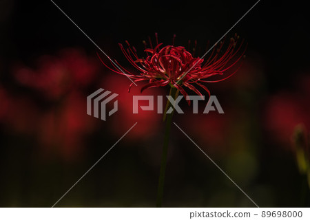 Close up of a red cluster amaryllis 89698000
