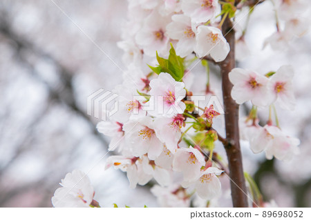 Cherry blossoms in the rain Cherry blossoms in the rain 89698052