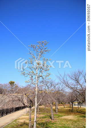 Buds of Haku Mukuren 89698087
