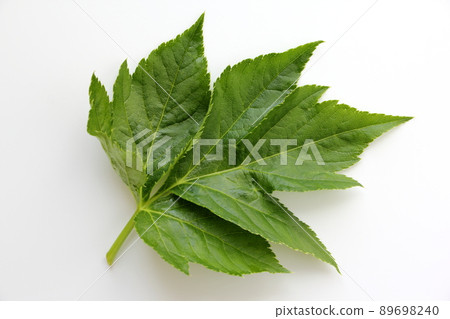 Ashitaba Ashitaba 89698240