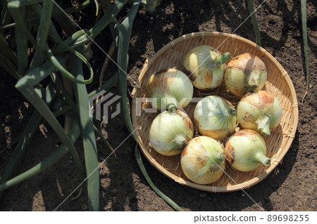 Harvest of onion Harvest of onion 89698255