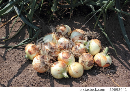 Harvest of onion 89698441