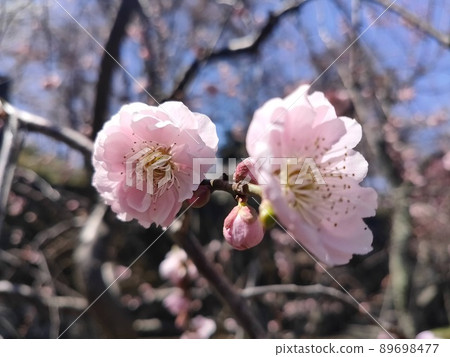 粉紅梅枝 89698477
