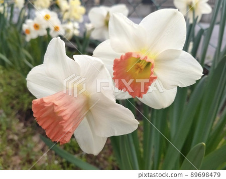 White and orange daffodils 89698479