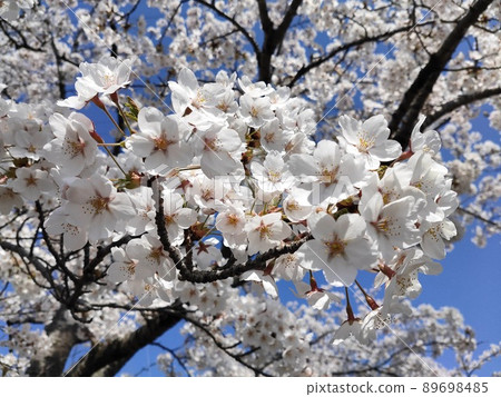 櫻花和藍天 89698485
