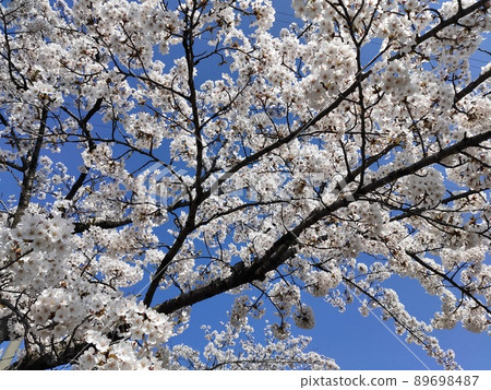  櫻花和藍天 89698487