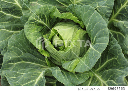栽培白菜 89698563