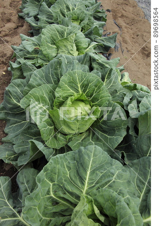Cultivation of cabbage 89698564