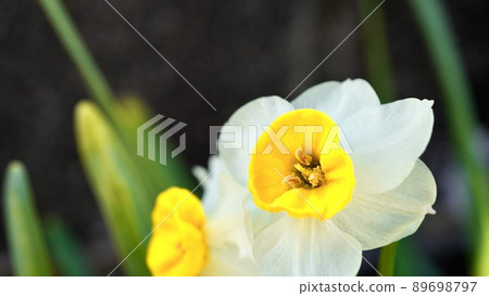 開花的白水仙花（水仙、水仙花）的特寫照片 89698797