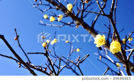 Japanese allspice blooming in the blue sky in winter Japanese allspice blooming in the blue sky in winter 89698983