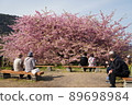 Kawazu cherry blossoms in Mitoyo 89698984