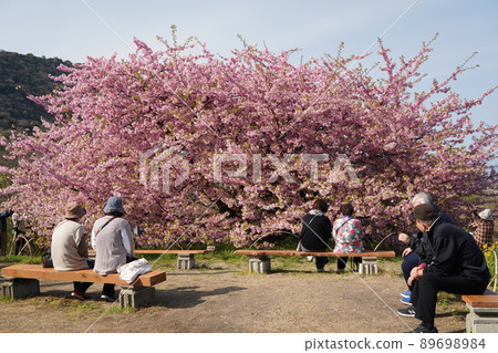 Kawazu cherry blossoms in Mitoyo Kawazu cherry blossoms in Mitoyo 89698984